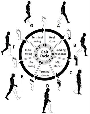 Interpretable machine learning comprehensive human gait deterioration analysis